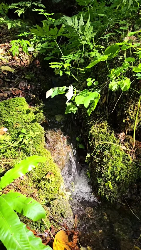 Beautiful forest water stream Stock Footage 317037032
