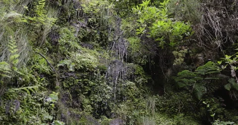 Beautiful forest waterfall, 4K slomo Stock Footage 249761345