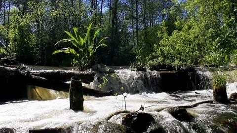 Beautiful forest waterfall Stock Footage 75853464