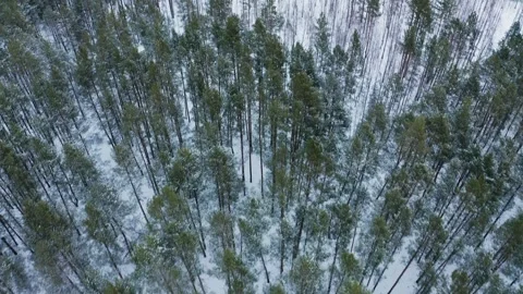 Beautiful forest in the winter.  Drone flies over the snowy pine treetops i.. Vídeos de archivo 303707260