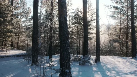 Beautiful forest in winter Stock Footage 228844250