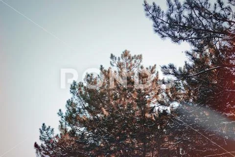 Beautiful forest in winter, photograph of fir trees, wilderness. Stock Photos