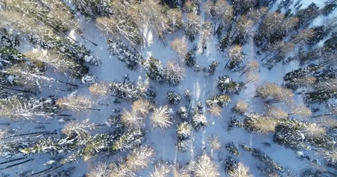 Beautiful Forest in Winter, Trees covered in Snow seen from above, Drone shot Stock Footage 150081458