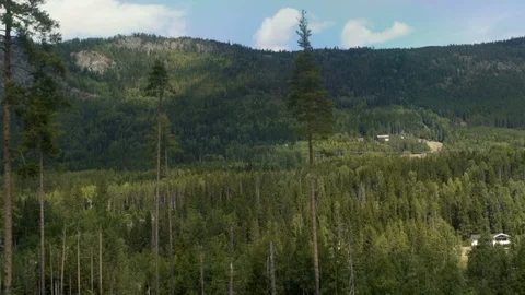 Beautiful Forests of Norway Stock Footage 94332628