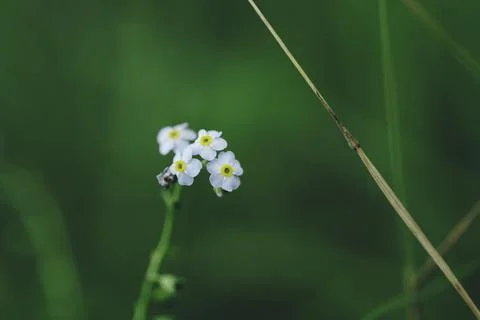 Beautiful Forget-me-nots close up for background or wallpaper Stock Photos