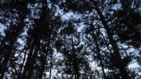 Beautiful Forrest Full Of Warm Sunset Light 스톡 동영상 79471406