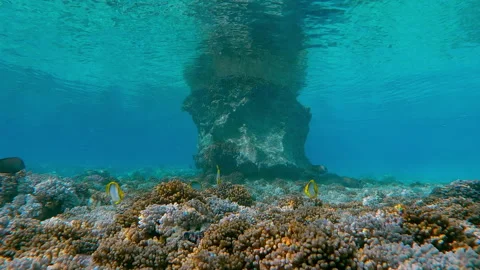 Beautiful fossilized coral array in shallow water, reflected in emerald surface Stock Footage 331108404