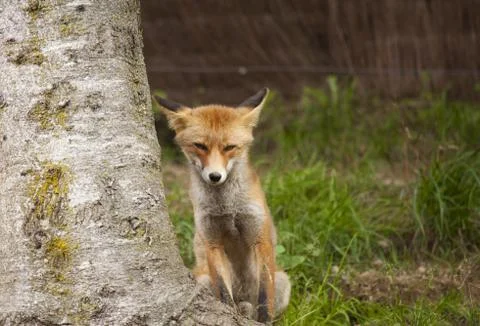 Beautiful fox Foto stock