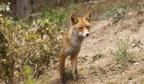 Beautiful fox Foto stock