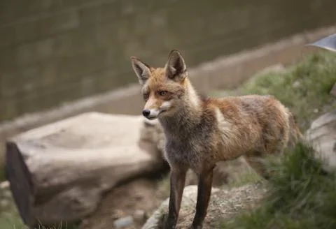Beautiful fox Stock Photos