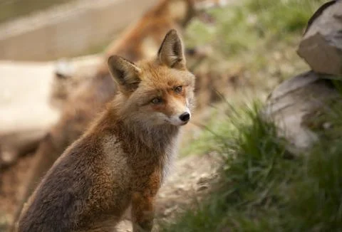Beautiful fox Stock Photos