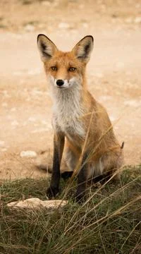 Beautiful fox Foto stock