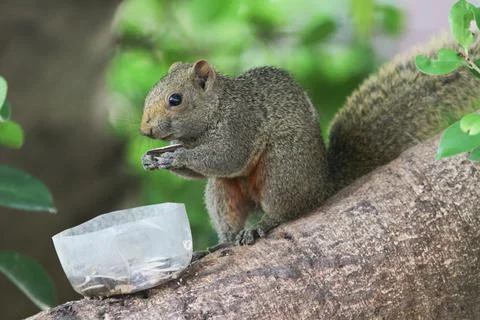 The Beautiful fox squirrel perched on tip of tree branch. Stock Photos
