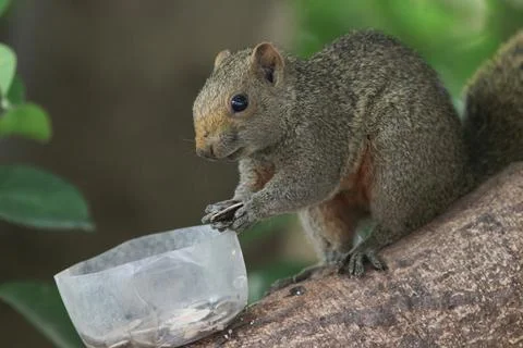 The Beautiful fox squirrel perched on tip of tree branch. Stock Photos