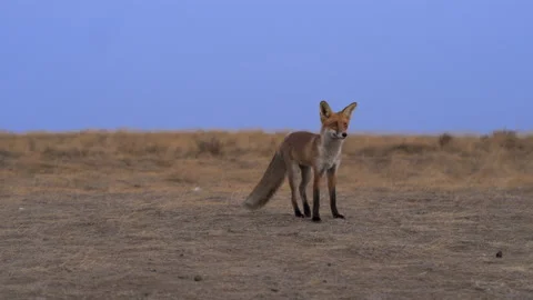 The beautiful fox standing on the ground Stock-Footage 141637789