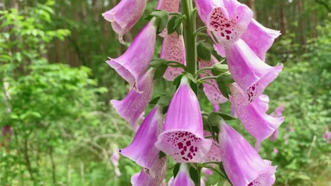 Beautiful foxgloves also called digitalis Stock Footage 209151729