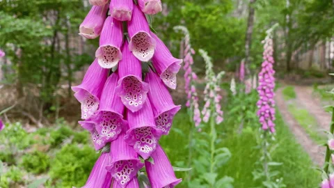 Beautiful foxgloves also called digitalis in the forest at summer. Stock Footage 219417588
