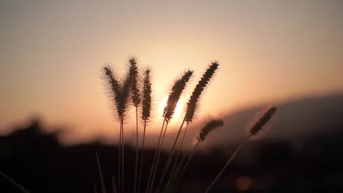 Beautiful Foxtail Grass Swaying Gently in Warm Sunset Light Video stock 342218167