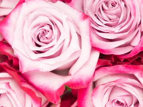 Beautiful fragrant flowers pink roses Foto stock
