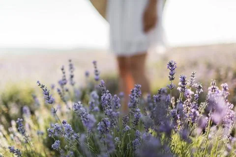 Beautiful fragrant lavender fields. lavender closeup Stock Photos