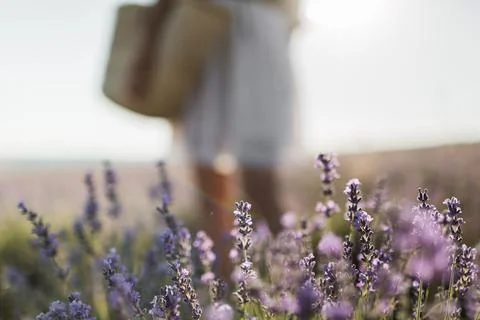 Beautiful fragrant lavender fields. lavender closeup Stock Photos