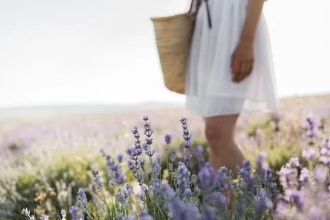 Beautiful fragrant lavender fields. lavender closeup Stock Photos