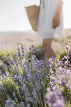 Beautiful fragrant lavender fields. lavender closeup Stock Photos