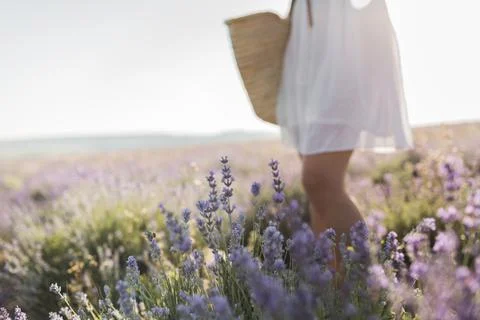 Beautiful fragrant lavender fields. lavender closeup Stock Photos