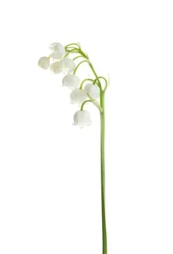 Lily of the Valley (White)