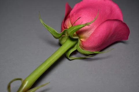 A beautiful fragrant rose Stock Photos