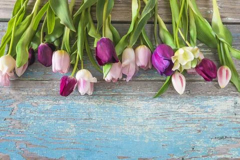 Beautiful frame of pink and purple tulips on a blue old paint wooden backgr.. Stock Photos