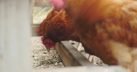 Beautiful free range red hens feed together at a trough Stock Footage 148492877