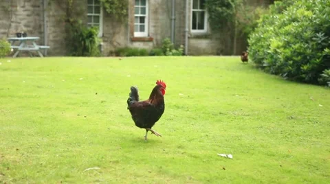 Beautiful free range Rooster Stock Footage 45074517