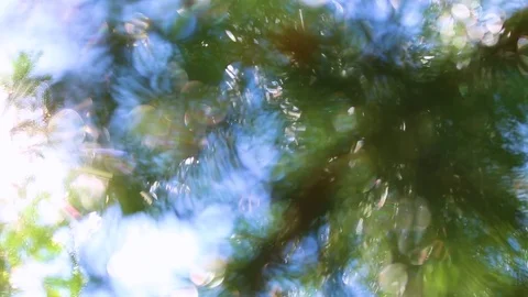 Beautiful fresh branches of green coniferous trees Stock Footage