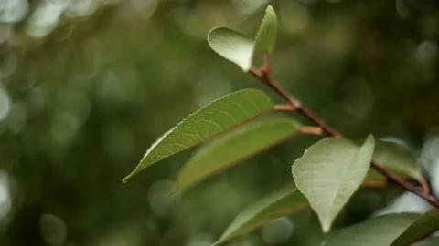 Beautiful Fresh Cherry Video stock 73109695