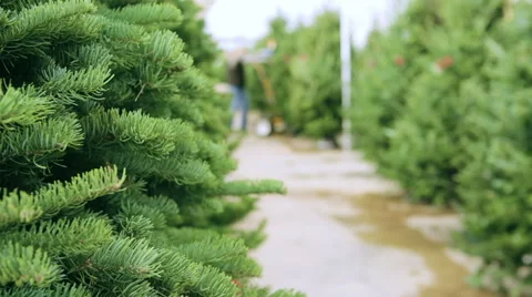Beautiful fresh cut Christmas trees at Christmas tree farm. Stock Footage