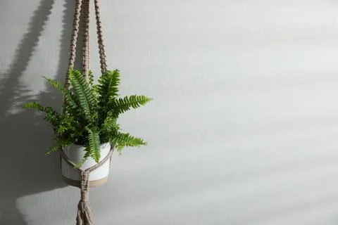 Beautiful fresh fern hanging on white wall. Space for text Stock Photos