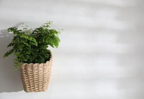 Beautiful fresh fern hanging on white wall. Space for text Stock Photos