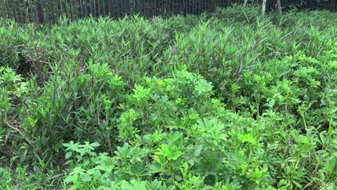 Beautiful fresh green leaf wind blowing nature garden, closeup video butterfly Stock Footage 248215292