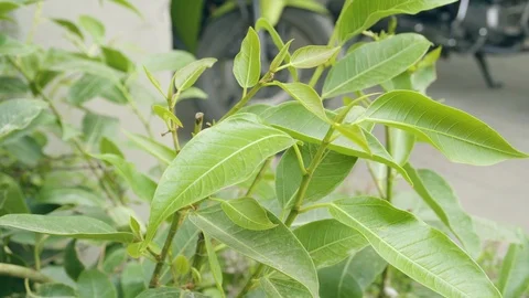 Beautiful Fresh green leaves Stock Footage
