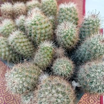 Beautiful fresh green plants shown at Noida Flower show held at Delhi NCR e.. Foto stock