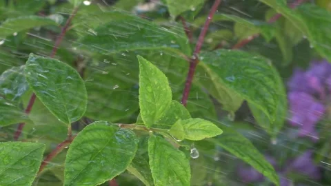 Beautiful fresh Hydrangea green leaves background with water drops. close up Stock Footage 254974066