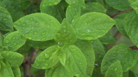 Beautiful fresh Hydrangea green leaves background with water drops. macro shot Stock Footage 254975934
