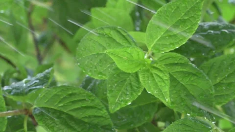 Beautiful fresh Hydrangea green leaves background with water drops. close up Stock Footage 254977483