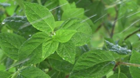 Beautiful fresh Hydrangea green leaves background with water drops. close up Stock Footage 254977491