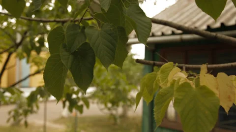 Beautiful fresh leaves Stock Footage 35995160