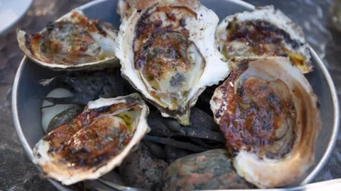 Beautiful fresh oysters on Cape Cod Stock Footage