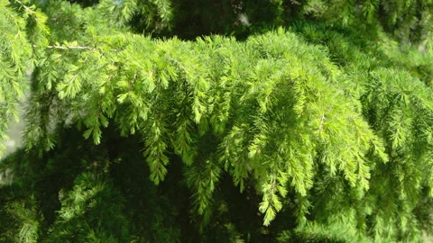 Beautiful Fresh pine tree green branch in spring Stock Footage 214373822