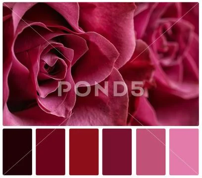 Beautiful fresh roses and color palette. Collage Stock Image #225383441