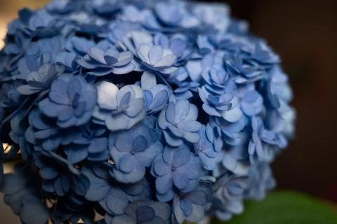 Beautiful fresh spring blue hydrangea flower. Close-up shot Stock Photos